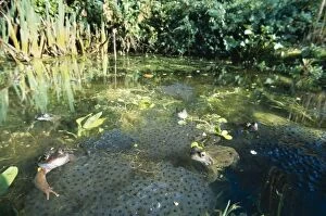 Common FROGS - spawning in garden pond