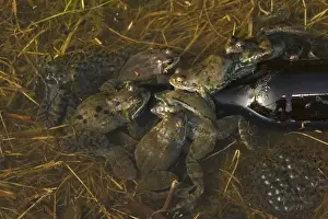Bottles Prints: Common Frogs - UK - males attempting to mate with bottle - The common frog is one of the most widespread amphibians