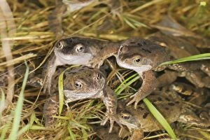 Common Frogs - In water, spawning