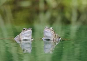 Common Frogs - Two in water, front view close up