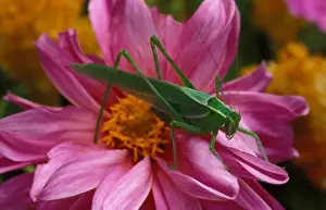 Katydids Prints: Common garden katydid - adult male