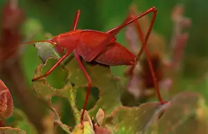 Nymph Prints: Common garden katydid - nymph with juvenile pink colouring (is green as adult)