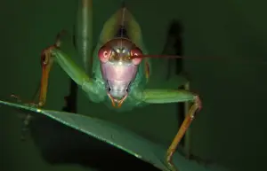Common garden katydid - nymph showing ears on front legs