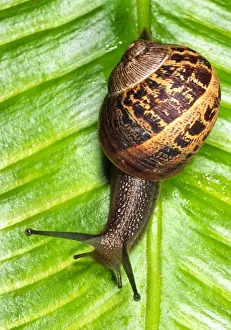 Shell Prints: Common Garden Snail Crawling over fern leaf Reading garden, UK