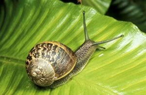 Images Dated 26th November 2004: Common Garden Snail On fern, UK