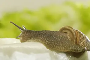 Lettuce Prints: Common Garden Snail On lettuce