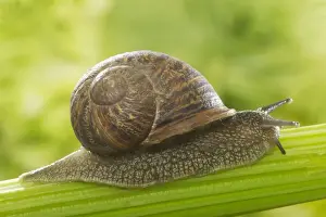 Common Garden Snail On stalk