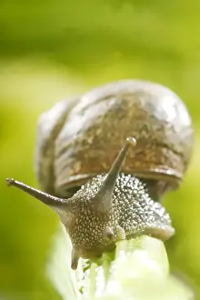 Common Garden Snail On stalk
