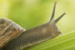 Images Dated 11th May 2004: Common Garden Snail On stalk