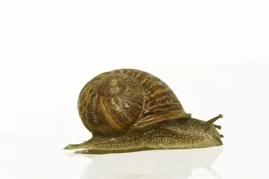 Common Garden SNAIL - side view