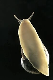Images Dated 11th May 2004: Common Garden Snail View of underside