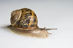 Gastropods Prints: Common garden snail - white background Bedfordshire UK