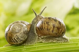 Images Dated 11th May 2004: Common Garden Snails Two together