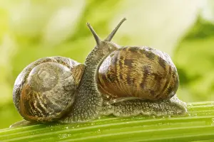 Common Garden Snails Two together