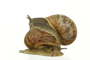 Gastropods Collection: Common Garden Snails Mating