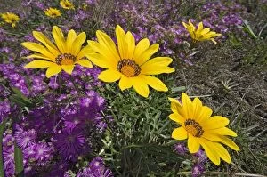 Images Dated 17th September 2011: Common Gazania flowering amongst mesembryanthemums