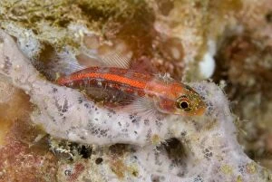Images Dated 3rd September 2007: Common Ghostgoby