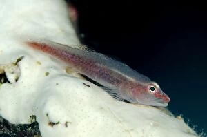 Images Dated 1st November 2014: Common Ghostgoby on coral Pantai Parigi dive site