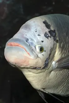 Common (Giant) Gourami- originally from Java and Sumatra, now widespread in aquaria
