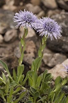 Images Dated 19th May 2006: Common Globularia