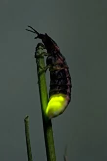 Common Glow-worm - female - attracts males by glowing