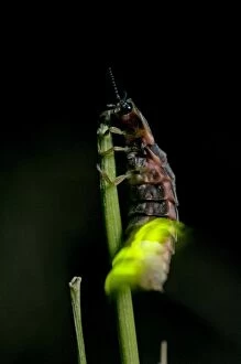 Worm Gallery: Common Glow-worm - female - climbed on top of a