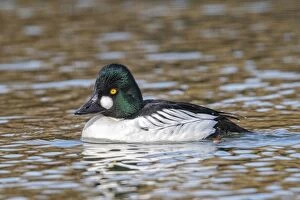 Images Dated 6th March 2014: Common Goldeneye