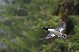 Goosanders Prints: Common Goosander - male in flight