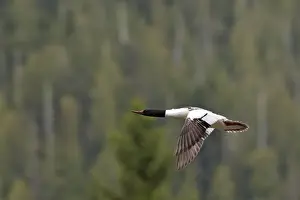 Common Goosander - male in flight. Khuzemateen Grizzly Bear Sanctuary - British Colombia - Canada