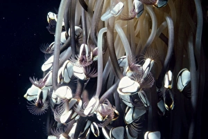 Images Dated 1st December 2008: Common Goose Barnacle - an indicator species for sea acidity levels