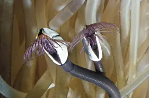 Common Goose Barnacle - an indicator species for sea acidity levels, which is increasing more rapidly than predicted & threatens many coral & larger barnacle species