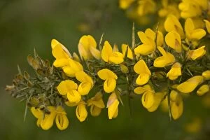Images Dated 15th April 2006: Common gorse (Ulex europaeus), in flower, Dorset