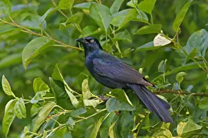 Common Grackle