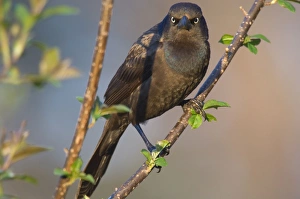 Images Dated 2nd June 2005: Common Grackle - Female, May Great Lakes Region, Michigan, Eastern USA _TPL7746
