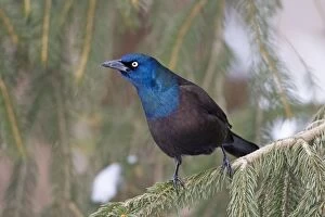 Common Grackle - in winter - February