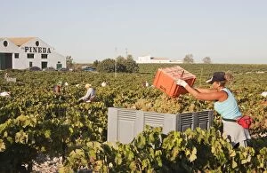 Harvesting Gallery: Common Grape Vine Harvest - Spain - Vineyard not