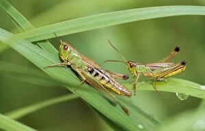 Images Dated 24th November 2006: Common Grasshopper - imago & nymph