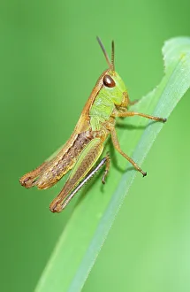 <b class=qtipBold><figcaption>Common GRASSHOPPER - Nymph</figcaption></b><br>USH-1159 Common GRASSHOPPER - Nymph Omocestus viridulus Duncan Usher Please note that prints are for personal display purposes only and may not be reproduced in any way.<br><em>© Duncan Usher/ardea.com</em> Common GRASSHOPPER - Nymph