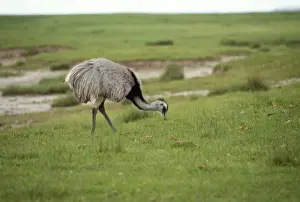Common / Greater Rhea