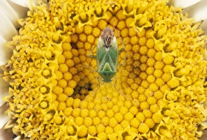 Images Dated 16th June 2005: Common Green Capsid ~Bug - feeding on flower UK