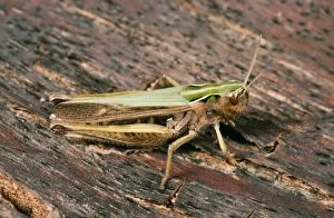 Images Dated 26th July 2004: Common Green Grasshopper