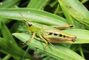 Images Dated 12th November 2012: Common Green Grasshopper - nymph - UK