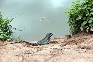 Images Dated 19th April 2004: Common / Green Iguana & Orinoco Crocodile (crocodylus intermedius). Llanos Venuzuela