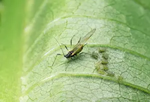 Aphid Prints: Common Greenfly Aphids - adult & young - UK