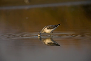 Images Dated 15th September 2007: Common Greenshank feeding pool at Mt Barnett, Gibb River Road, Kimberley, Western Australia
