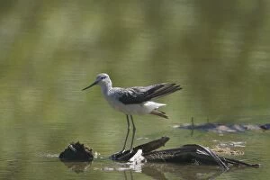 Images Dated 24th November 2005: Common Greenshank - Migrant to the Southern Hemisphere during the northern winter