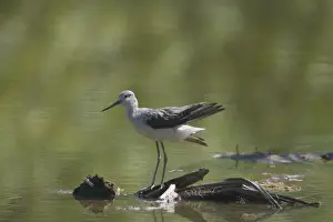 Greenshanks Prints: Common Greenshank - Migrant to the Southern Hemisphere during the northern winter