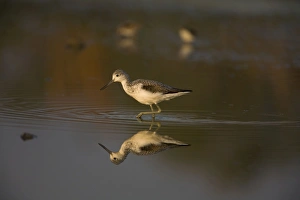 Images Dated 15th September 2007: Common Greenshank reflected at dawn shallow pool at Mt Barnett, Gibb River Road, Kimberley