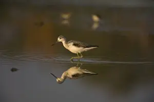 Greenshanks Prints: Common Greenshank reflected at dawn shallow pool at Mt Barnett