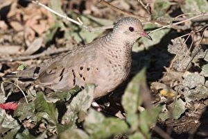 Images Dated 21st October 2007: Common Ground Dove. East Haven, CT, USA